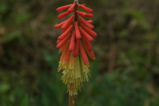 Kniphofia uvaria Vuurpijl bestellen